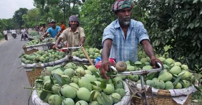 রাজশাহীর 'ম্যাঙ্গো ক্যালেন্ডার' ১০ দিন এগিয়ে আনায় বিতর্ক কেন
