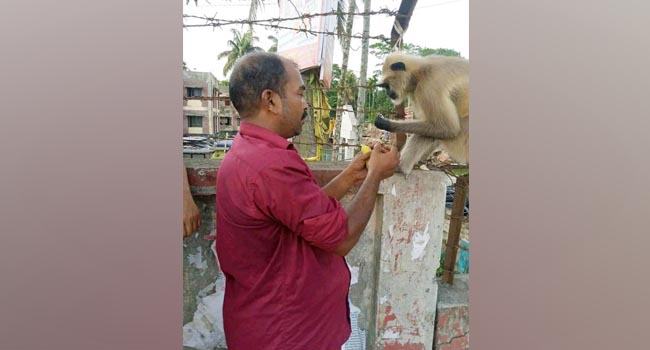 নাজিরপুরে দলছুট হনুমানকে অতিথি আপ্যায়ন