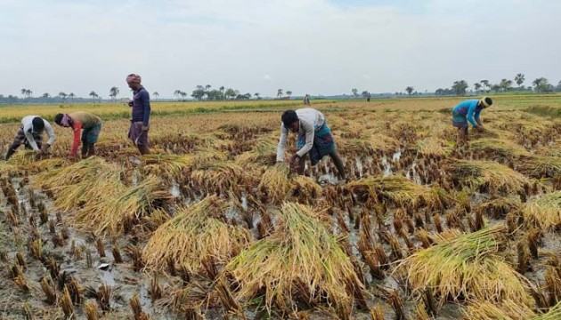 সোনাঝরা বৈশাখে দামুড়হুদায় বোরো ধান কাটার উৎসব