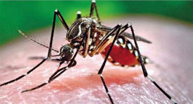 দেশে ২৪ ঘণ্টায় ডেঙ্গু আক্রান্ত ১৪ জন