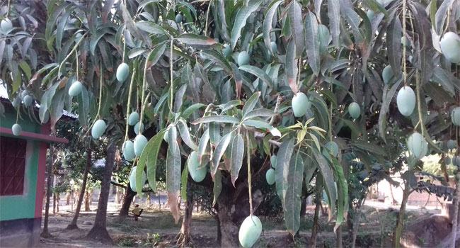২০ মে'র আগে আম আসবে না রাজশাহীর বৃহত্তম আমের মোকাম বানেশ্বরে