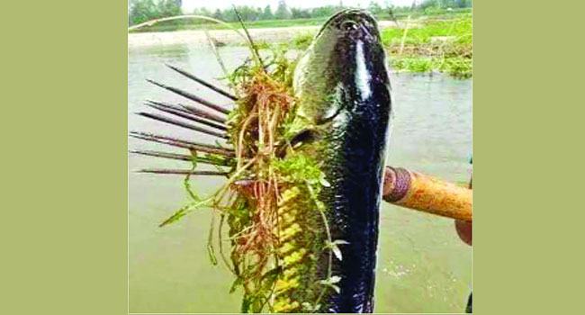 হারিয়ে যাচ্ছে শোল-গজার