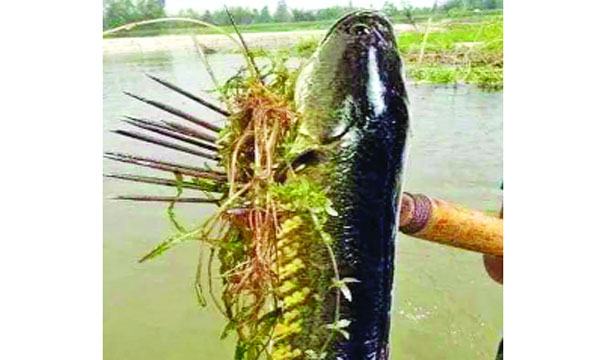 হারিয়ে যাচ্ছে শোল-গজার