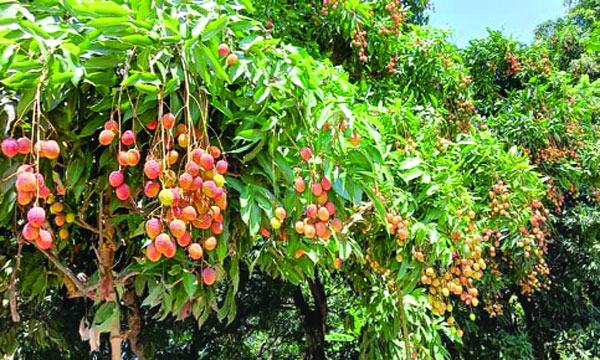মেহেরপুরে লিচুর বাম্পার ফলন