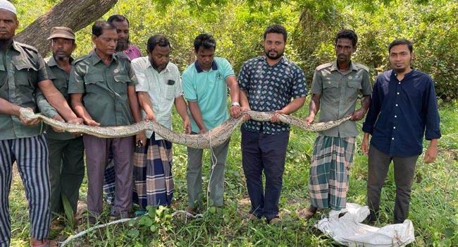 শরণখোলায় লোকালয় থেকে অজগর উদ্ধার