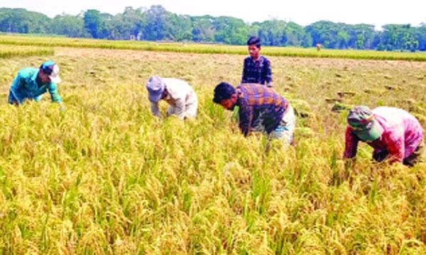 অনাবৃষ্টির মধ্যেও চট্টগ্রামে বোরো ধানের বাম্পার