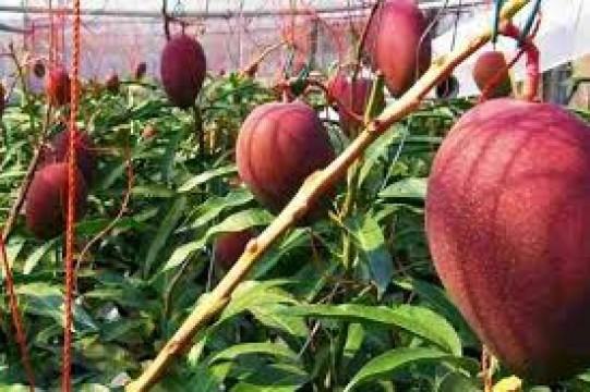 এক আম ২৫ হাজার টাকা