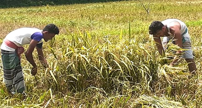 ঘূর্ণিঝড়ের ক্ষতির শঙ্কায় তাড়াহুড়োতে ধান কাটছেন কৃষকরা