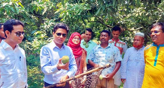 কালিগঞ্জে বিষমুক্ত আম আহরণ উদ্বোধন করলেন জেলা প্রশাসক