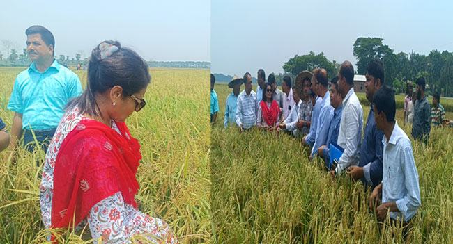 বিনা ধান ২৫-এ আশার আলো