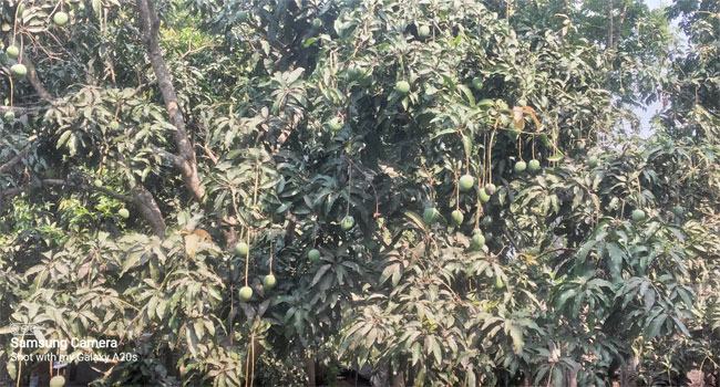 মেহেরপুরে ৪০ হাজার টন আম উৎপাদনের লক্ষ্যমাত্রা