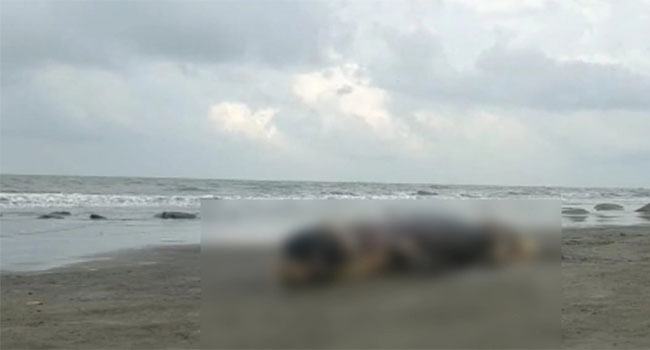 কুয়াকাটা সৈকতে ভেসে এলো অর্ধগলিত জোড়া ডলফিন