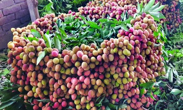 যশোরে প্রতিদিন দেড় কোটি টাকার লিচু বিক্রি