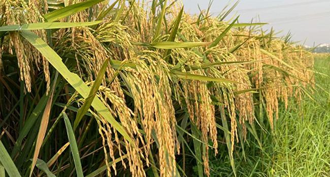 বেতাগীতে কৃষকের ফসল ঘরে তুলতে মাইকিং