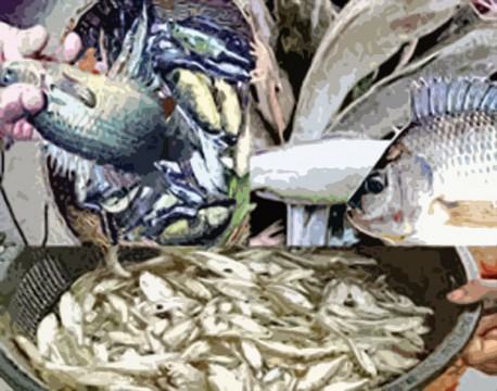 মাছের গল্প