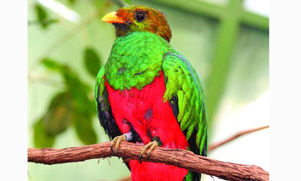 কিটজাল পাখি