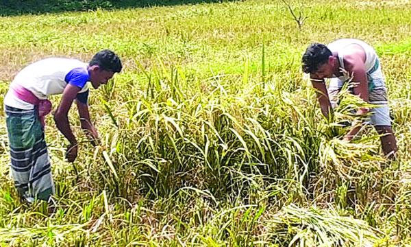 মোখা আতঙ্কে ধান ঘরে তুলতে ব্যস্ত বরিশালের কৃষকরা