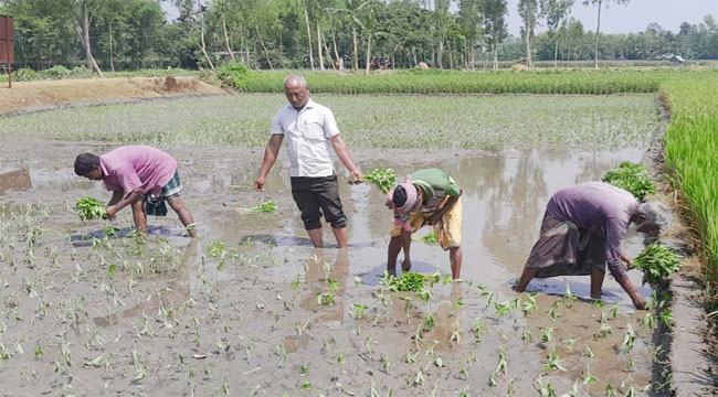 চিরিরবন্দরে প্রথমবারের মতো রোপণ পদ্ধতিতে পাট চাষ