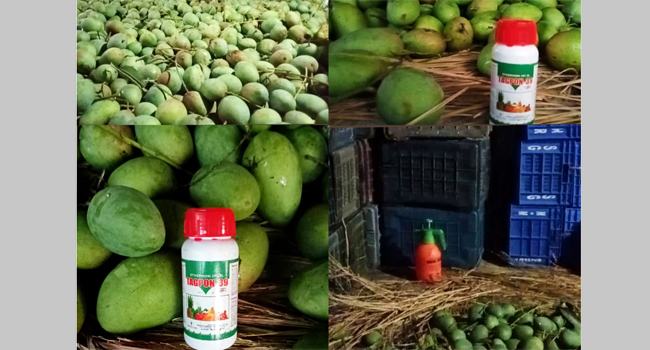 বিষাক্ত কেমিক্যালে পাকানো হচ্ছে আম, শার্শার বেলতলা আম বাজারে