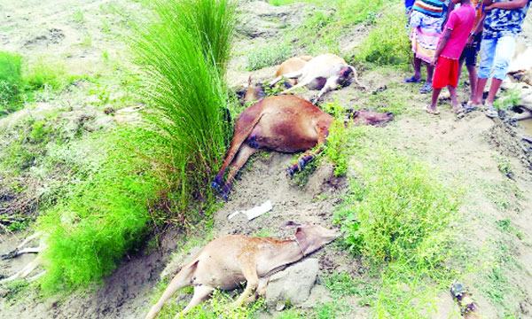 ঈশ্বরদীতে বজ্রপাতে যুবক ও তার ১৪  গরু নিহত