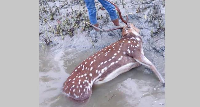 চরফ্যাশনে খাল থেকে ভাসমান মৃত হরিণ উদ্ধার