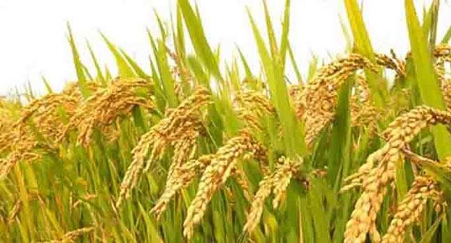 দেড় ডজন ধান সম্প্রসারণে তৎপর কৃষি মন্ত্রণালয়