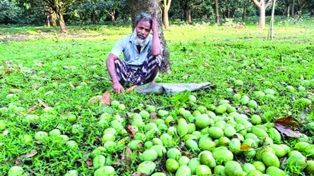 ভোলাহাটে ঝড়ে আমের সর্বনাশ