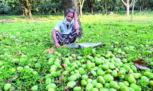 ভোলাহাটে ঝড়ে আমের সর্বনাশ