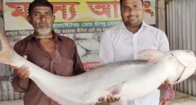 পদ্মার ১ পাঙ্গাশ ৩২ হাজারে বিক্রি