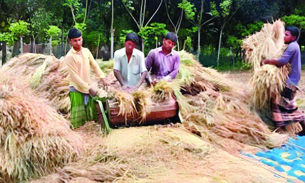 বোরো ধানের বাম্পার ফলনেও দামে হতাশ মেহেরপুরের চাষিরা