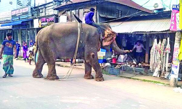 সখীপুরে হাতি দিয়ে চাঁদাবাজি  অতিষ্ঠ দোকানিরা