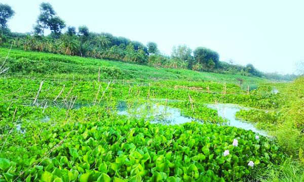 কোমর ও কারেন্ট জালে নাব্যতা হারাচ্ছে মাথাভাঙ্গা