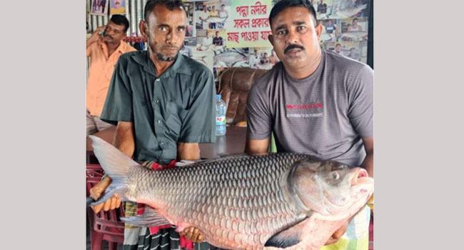 অর্ধ লাখ টাকায় বিক্রি হলো একটি কাতল