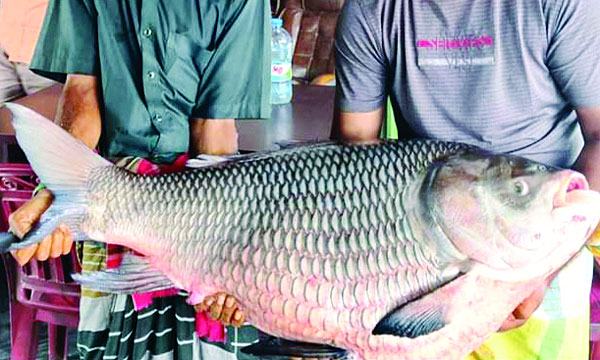 দৌলতদিয়ায় পদ্মার ১ কাতলা অর্ধ লাখ টাকায় বিক্রি
