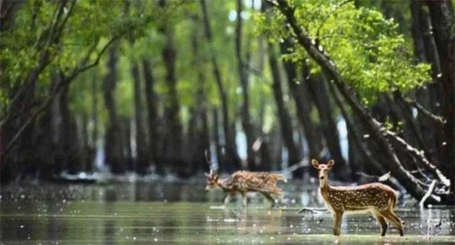 সুন্দরবনে মাছ ধরা ও পর্যটনে ৩ মাসের নিষেধাজ্ঞা ১ জুন থেকে
