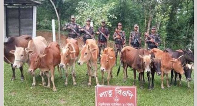 সীমান্তে বিজিবির অভিযানে ১১ ভারতীয় অবৈধ গরু আটক