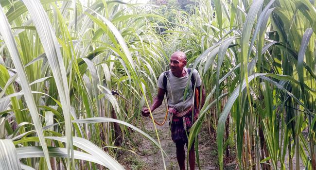 তজুমদ্দিনে আখ পরিচর্যায় ব্যস্ত সময় পার করছেন চাষিরা