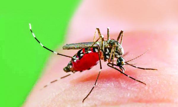 এখন সময় ডেঙ্গুজ্বরের