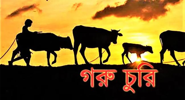 রামগঞ্জে গত রাতে ৭ গরু চুরি, কৃষকদের আতঙ্ক