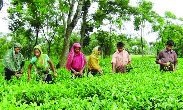 নির্ধারিত দামে পাতা কিনছে না কারখানা : ক্ষুব্ধ বাগান মালিকরা