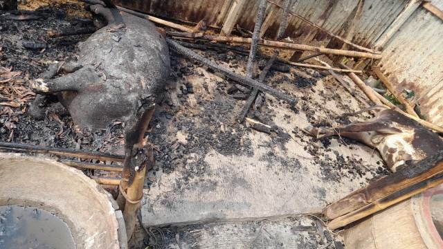 সখীপুরে আগুনে পুড়লো ঘরসহ ২টি গরু