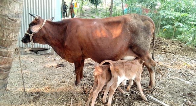 গোয়ালন্দে এক গাভীর এক দিনে ২ বাচ্চা প্রসব