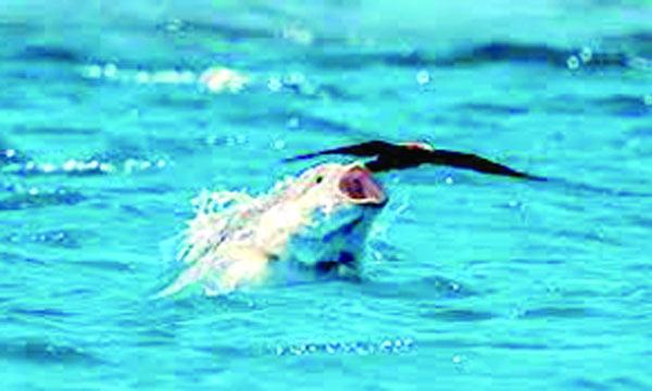 টাইগার ফিশ এক ধরনের পাখিখেকো