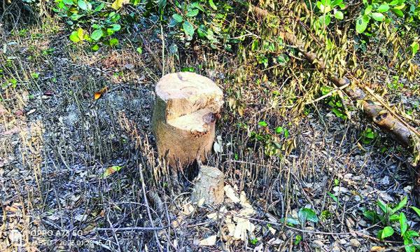 মিরসরাইয়ে ধ্বংস হচ্ছে উপকূলীয় বনাঞ্চল