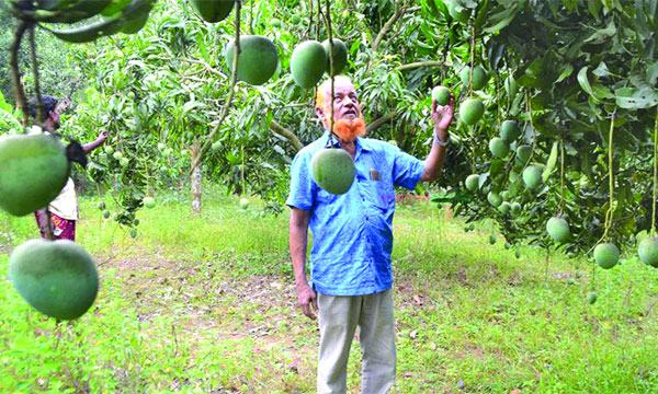 কুমিল্লার পাহাড়ে বাড়ছে আমের চাষ