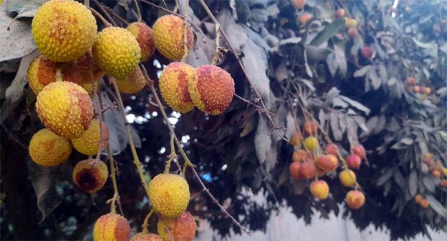 চিরিরবন্দরে বিরূপ আবহাওয়ায় লিচুতে ক্ষত, শঙ্কিত বাগানিরা