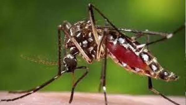 দেশে ডেঙ্গুতে আরো ২ জনের মৃত্যু, আক্রান্ত ১৪৭