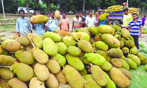 চৌগাছায় কাঁঠালের দামে খুশি ক্রেতা-বিক্রেতারা