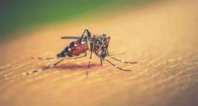 দেশে ডেঙ্গু আক্রান্ত আরো ১১ জন
