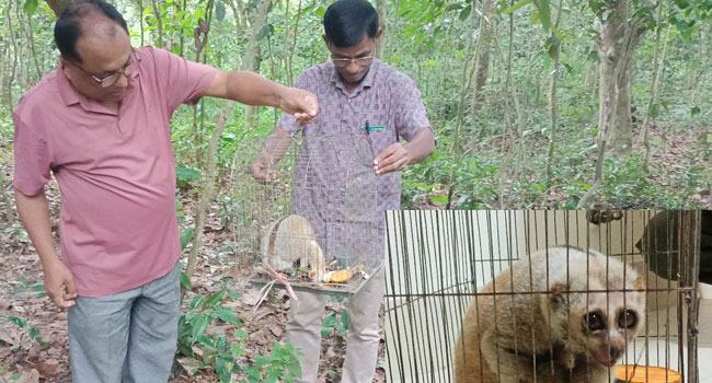 মিরসরাইয়ে বন ছেড়ে লোকালয়ে লজ্জাবতী বানর